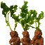 Texture for carrots_stage_3