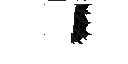 Texture for bat wings