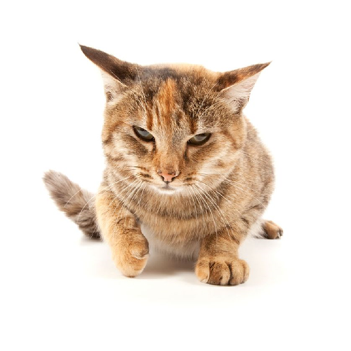 Texture for cat cloud