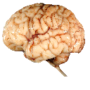 Texture for rotten flesh