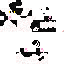 Texture for Swift Paw