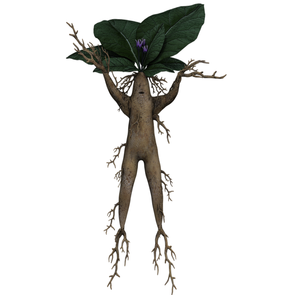 Texture for mandrake root