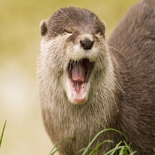 Texture for I HATE OTTER