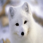 Texture for The fox Pack