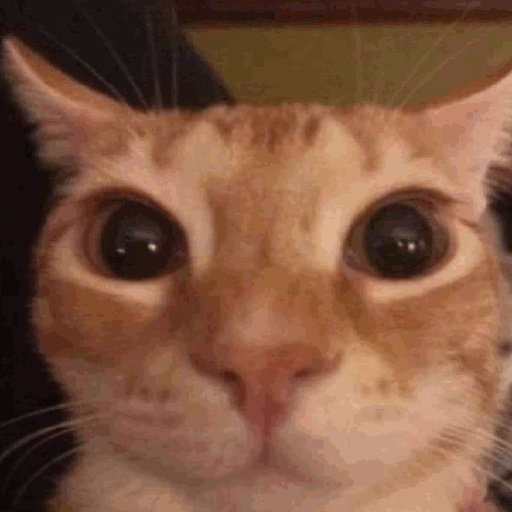 Texture for funny cat