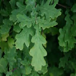 Texture for Realistic Oak Leaves