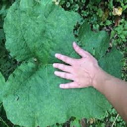 Texture for burdock bush