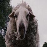 Texture for Evil Sheep