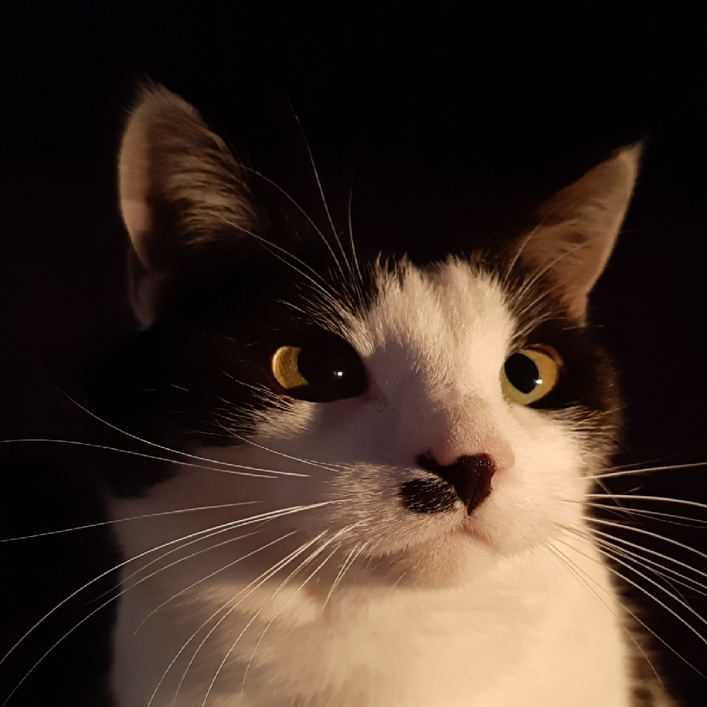 Texture for kat
