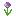 Texture for allium