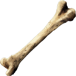 Texture for bone