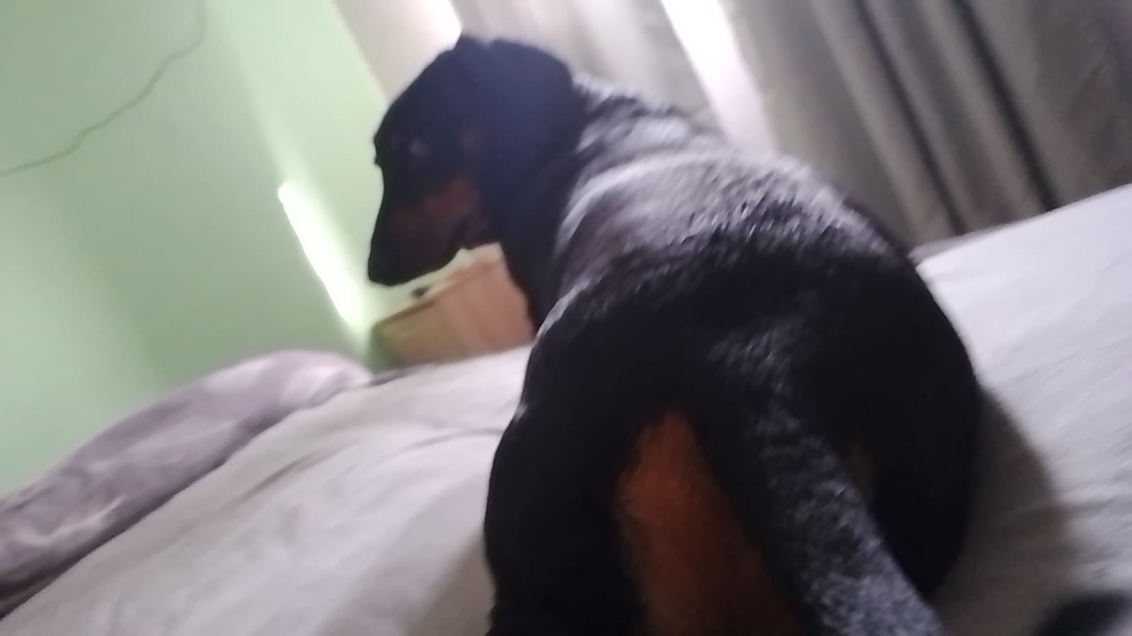 Texture for Dog