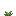 Texture for Torchflower Young