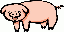 Texture for pig