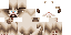 Texture for grumpy cat