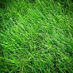Texture for grass_side