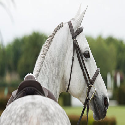 Texture for Horse Picture 2