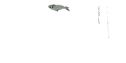 Texture for sardina