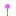 Texture for Allium