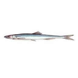 Texture for fish_cod