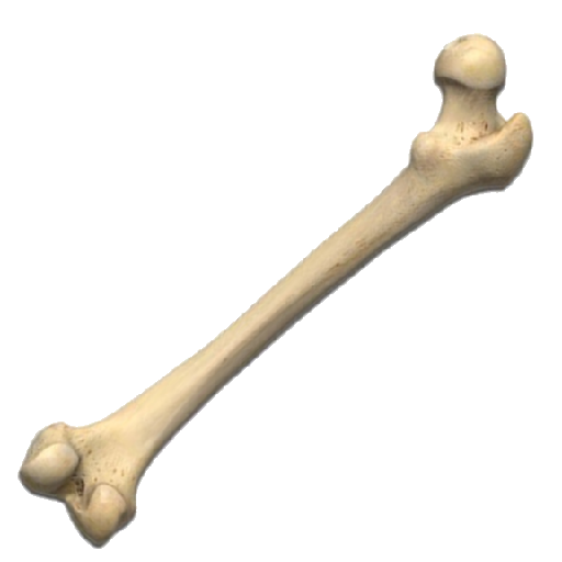 Texture for bone