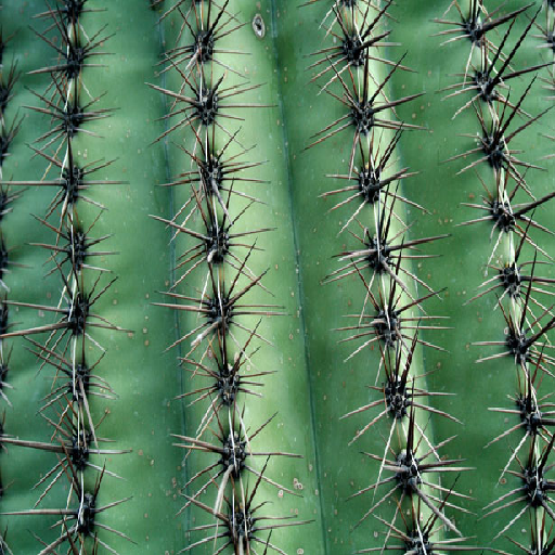 Texture for cactus bottom