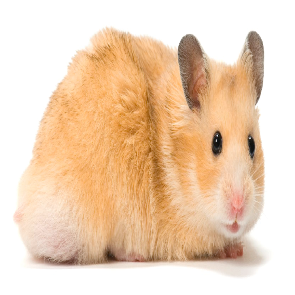 Texture for Hamster