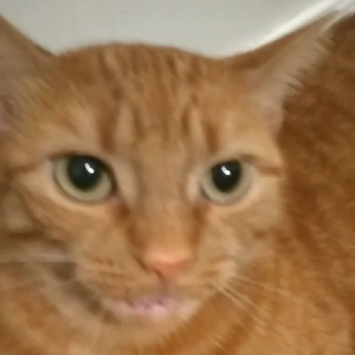 Texture for A Meowing Cat