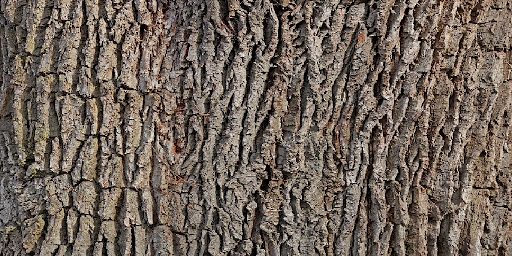 Texture for FROG REALISTIC LOG
