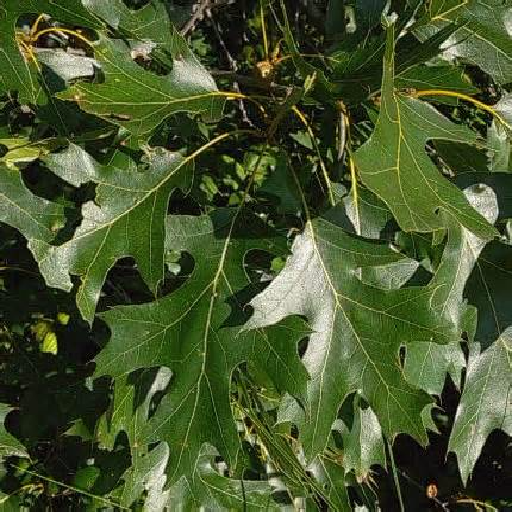 Texture for Realistic Dark Oak Leaves