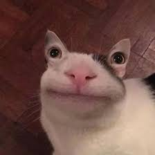 Texture for snail cat