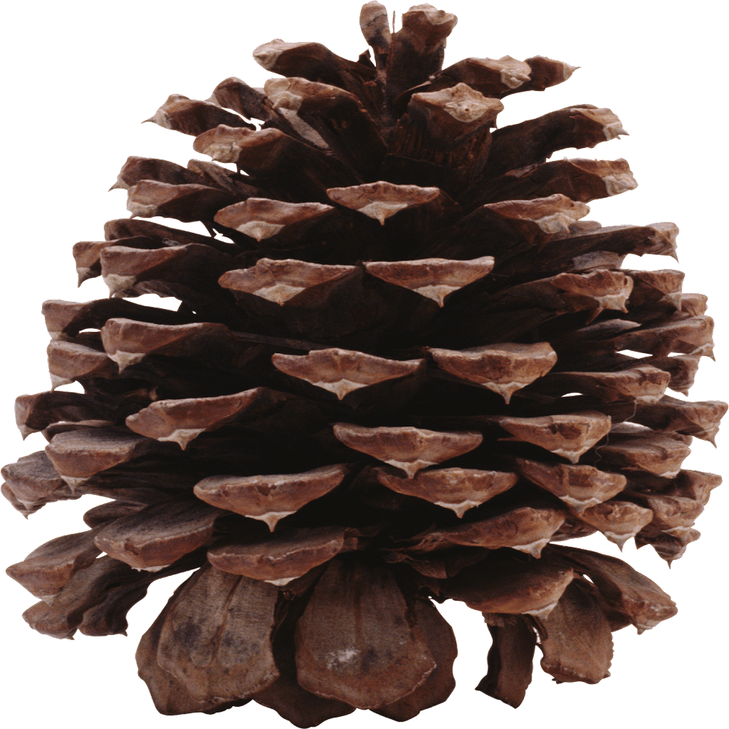 Texture for pine cone