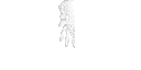 Texture for Realistic White Angel Wings