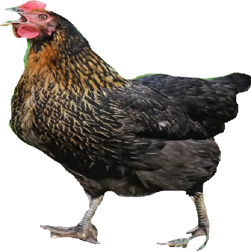 Texture for курочка