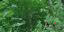 Texture for swamp
