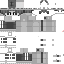 Texture for Duch