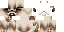Texture for Grumpy Cat