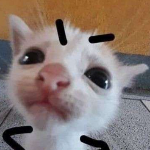 Texture for Angry Cat Meme Pixel Art