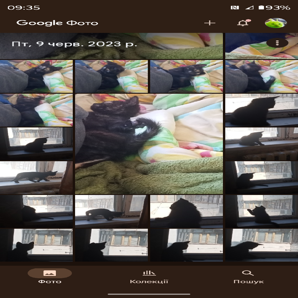 Texture for cat_artem
