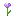 Texture for Allium