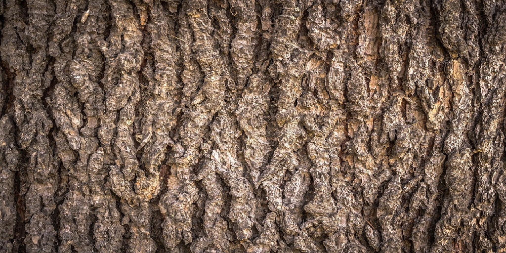 Texture for tree