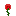 Texture for enchanted rose