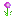 Texture for Allium