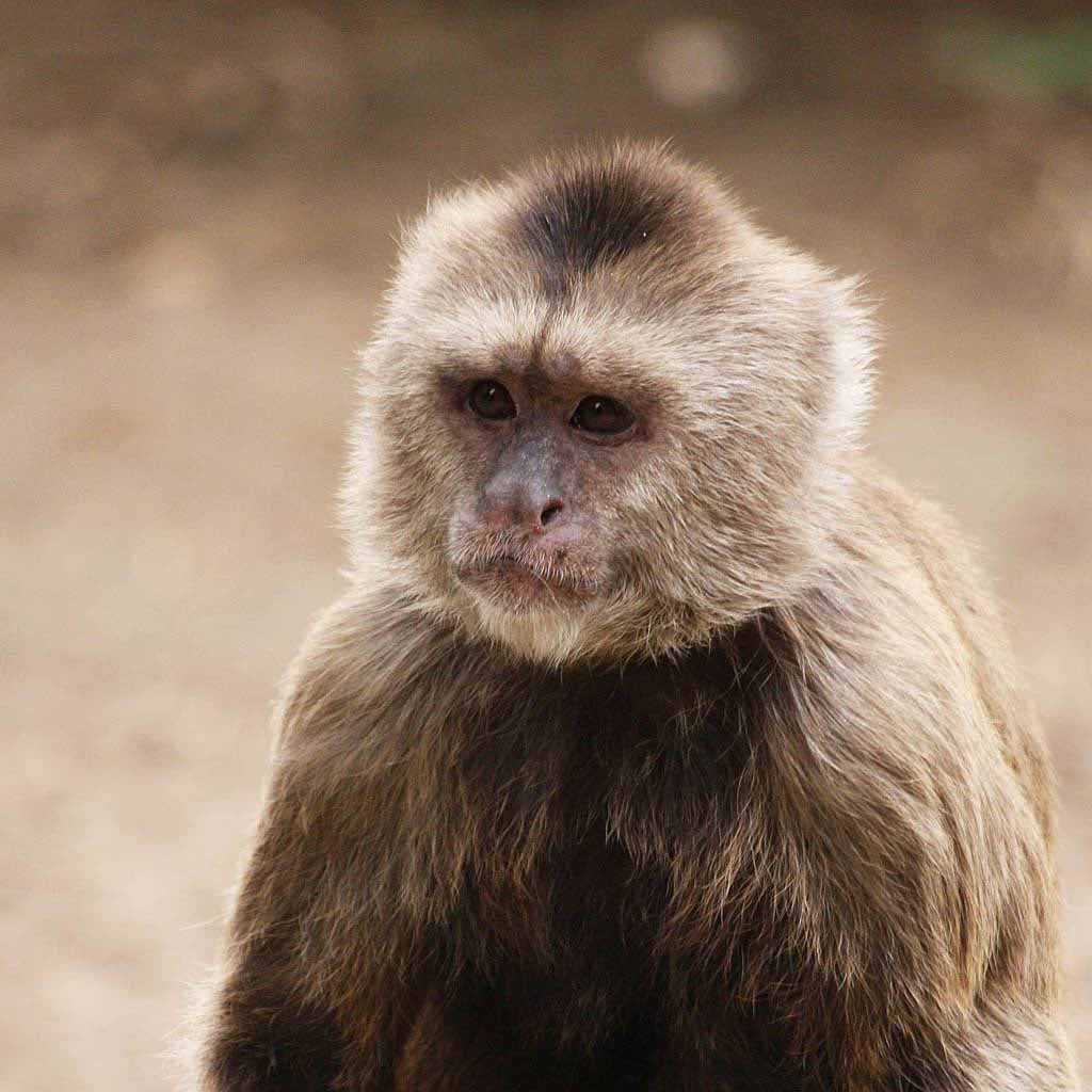 Texture for Baby Monkey goes Ooh ooh ahh ahh