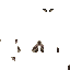 Texture for Moth Overlay