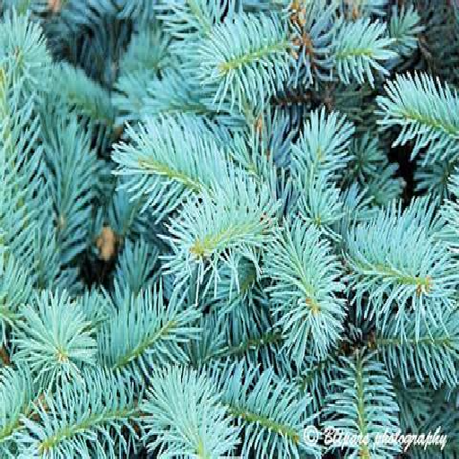 Texture for Realistic Spruce Leaves