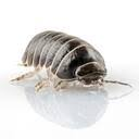 Texture for pillbug