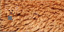Texture for Alpaca Sheep Wool