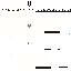 Texture for dsadsadasdas