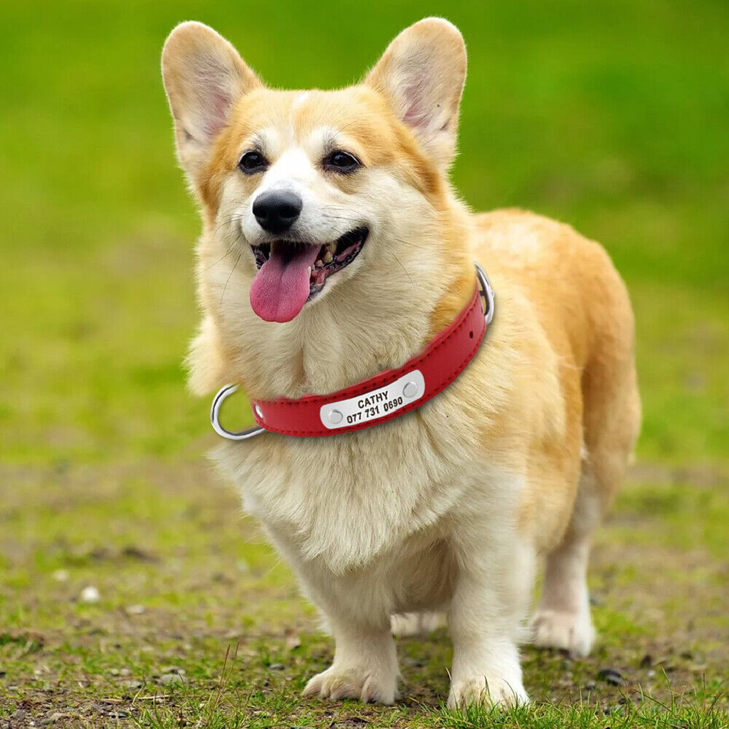Texture for corgi